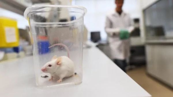 <br />
				Добавки жирных кислот в рацион крыс повысили их когнитивные способности, но негативно отразились на метаболизме при большой дозировке	