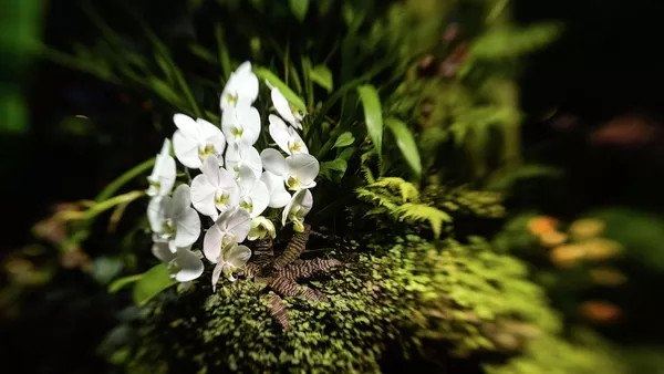 <br />
				Учёные МГУ вычислили помощников безлистных орхидей	