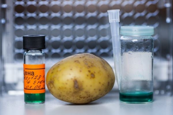 <br />
				Ученые МГУ научились по-новому находить облученные овощи	