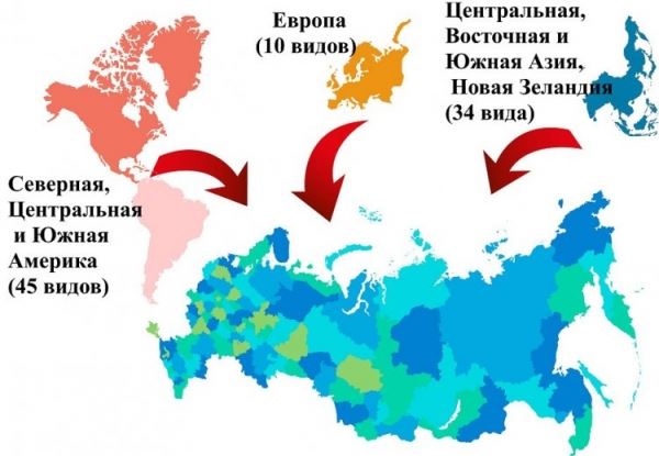 <br />
				Ученые обнародовали результаты анализа топ-100 самых опасных чужеродных организмов России	