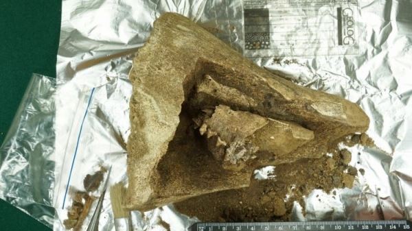 <br />
				В Западной Сибири нашли палеолитическую «матрешку» из костей песца и мамонта	